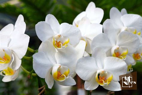 Yellow Spots on Orchid Leaves: The Causes and Treatment - Evergreen Seeds