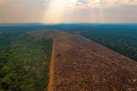 Desmatamento na Amazônia registra maior queda do ano em novembro