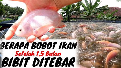 Cara Menghitung Kebutuhan Pakan Harian Ikan Nila Di Kolam Bioflok YouTube