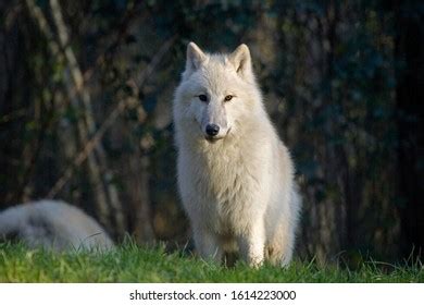 Arctic Wolf Canis Lupus Tundrarum Adult Stock Photo