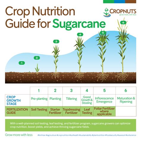 Crop Nutrition Guide For Sugarcane Cropnuts