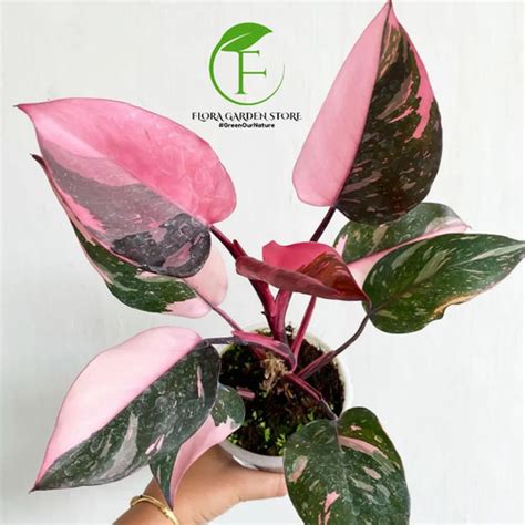 Jual Tanaman Hias Philodendron Pink Princess Pohon Pink Princess