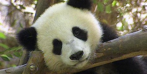 The Panda Baby | Cub Quest | Nature | PBS