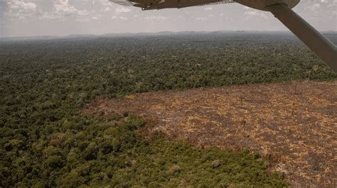 Queimadas elevam risco de extinção de 265 espécies na Amazônia Blog