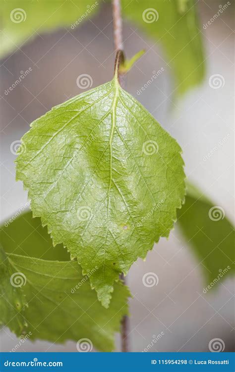 Folha Verde De Um Vidoeiro Completamente Das Veias Detalhadas Foto De