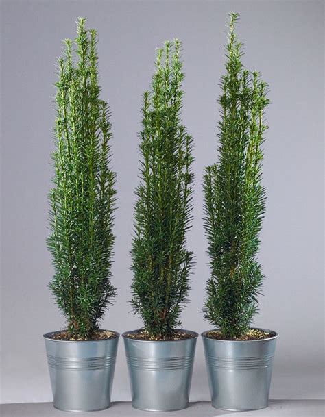 Schmale S Uleneibe Taxus Baccata Fastigiata Robusta G Nstig Kaufen