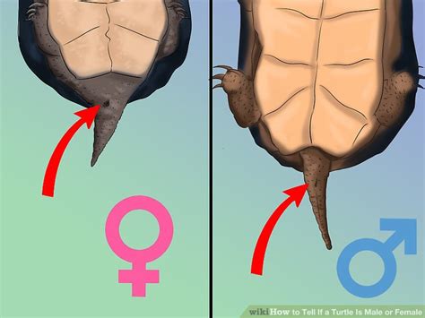 How To Tell If A Turtle Is Male Or Female 8 Steps With Pictures