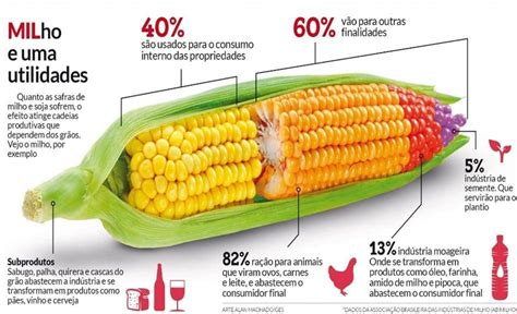 Milho Conhe A Os Cinco Principais Variedades Da Cultura Sensix Blog