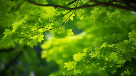 Green Tree Background Hd Pic Infoupdate Org