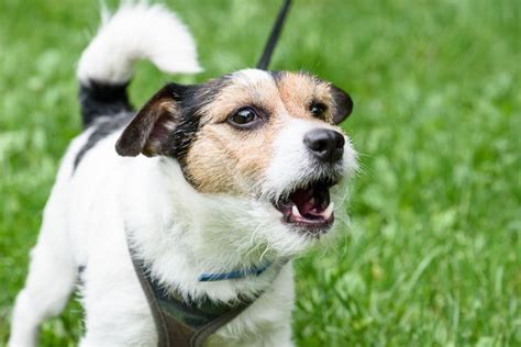 Excessive dog barking: Causes and how to stop it