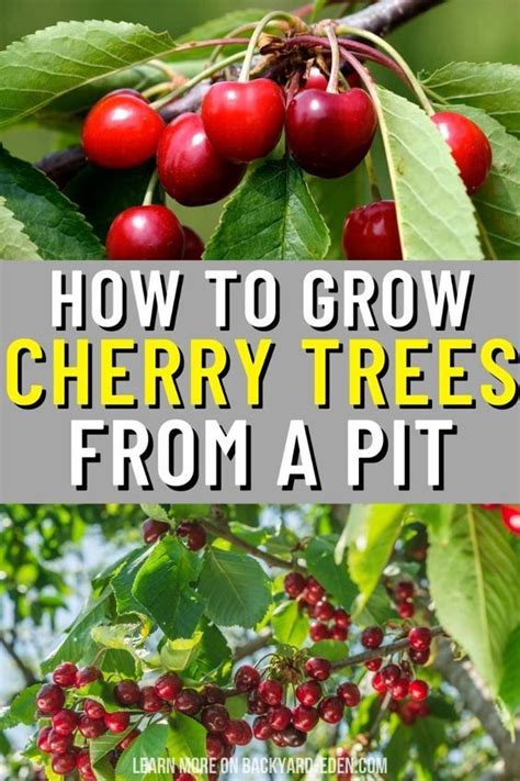 How To Grow A Cherry Tree From A Pit Backyard Eden In 2024 Cherry