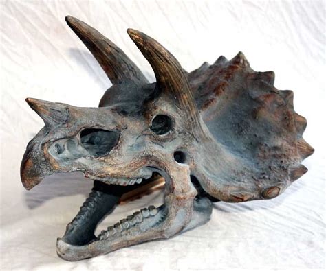 Image Result For Triceratops Skull Animal Skeletons Skeleton