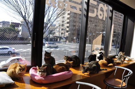 Konsep Terkini 10 Cat Cafe Japanese Name