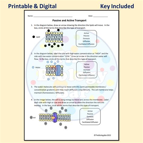 Cell Transport Worksheet Made By Teachers Worksheets Library