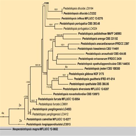 Phylogram generated from RAxML analysis based on combined ITS tef1 α