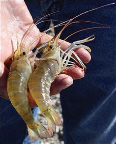 47 Best Freshwater Prawns Ideas Prawn Aquaponics Aquaponics Fish