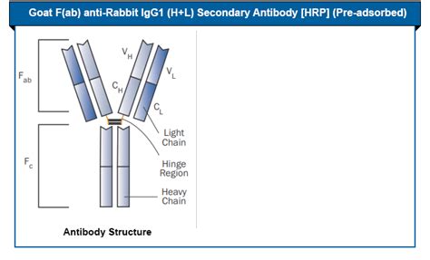 Secondary Antibodiesexplore Types Of Antibodies Novus Biologicals