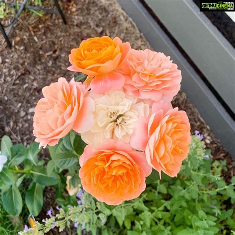 Evelyn Sharma Instagram Obsessed With These Peach Coloured Roses In