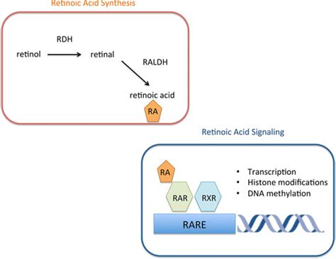 Retinoic Acid Analysis Service - Creative Proteomics