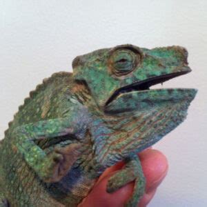 Why is my chameleon black? | MyPetCareJoy