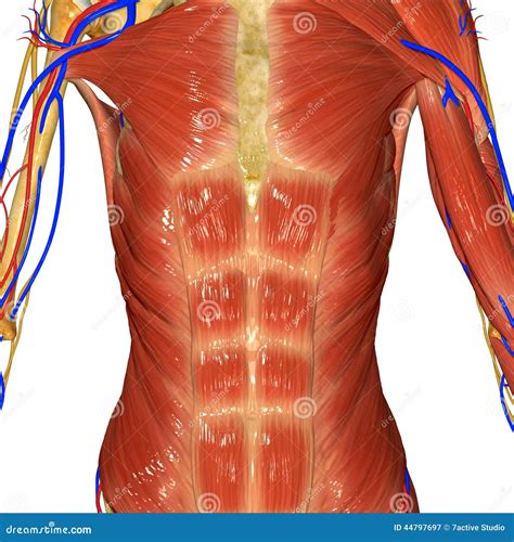 Sistema Muscolare Illustrazione Di Stock Illustrazione Di Atleta