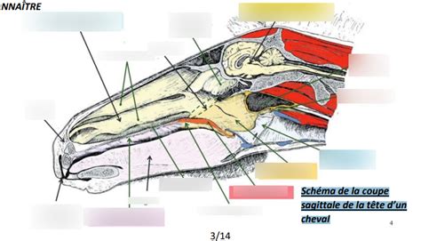 Diagramme de tronc CM 2 Schéma de la coupe sagittale de la tête dun