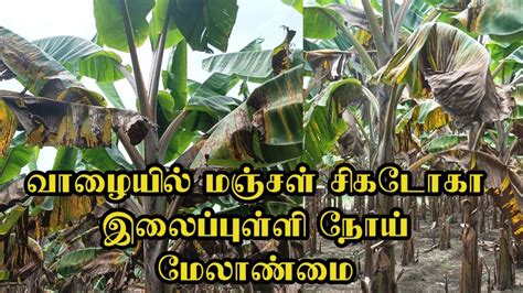 வழயல மஞசள சகடக இலபபளள நய மலணம Management of banana