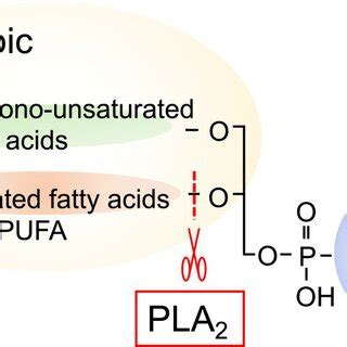 The structure of phospholipids. | Download Scientific Diagram