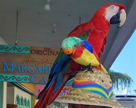 Parrot Head Hat Margaritaville Jimmy Buffett Custom Made Concert Goer Hat Etsy