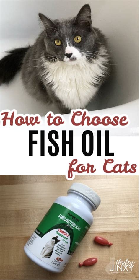 I Found the Best Fish Oil for Cats - Thrifty Jinxy