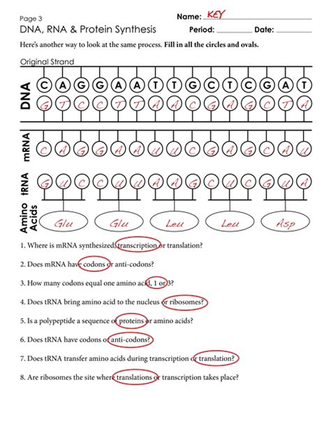 Dna Transcription - Translation Worksheet