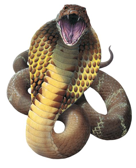 Cobra Png Transparent Image Download Size 487x600px