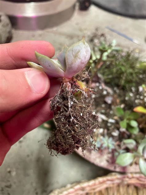 Is this root mealybugs? : r/succulents