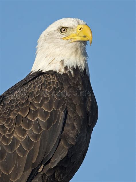 American Bald Eagle stock image. Image of wildlife, powerful - 77461695