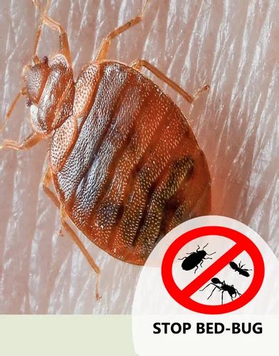 Bed Bugs Pest Control Services At Rs 190square Feet In New Delhi Id