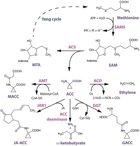 Structural Scheme Of Ethylene Biosynthesis And Download Scientific