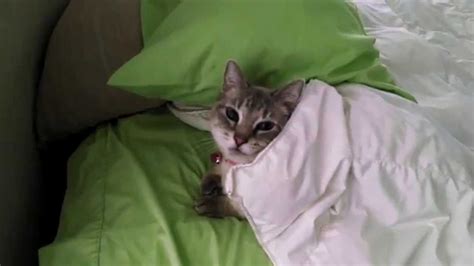 Cat Tucks Herself In To Bed Cats Sleepy Cat Cat Nap