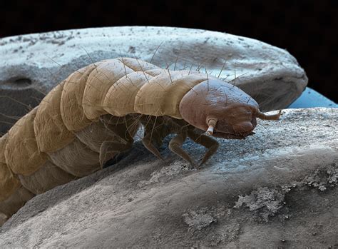 Confused Flour Beetle Larva Sem Photograph By Meckes Ottawa Fine