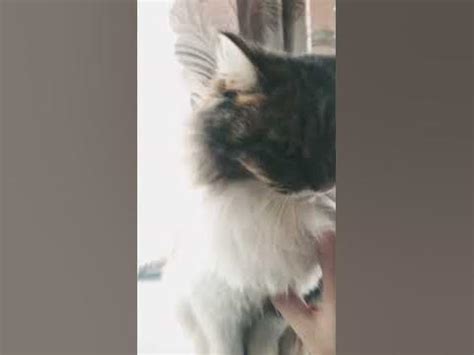 Тяп-ляп #котик #vavan #shorts - YouTube