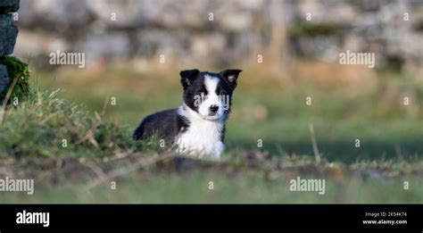 Eight Week Old Border Collie Pup Playing In Field North Yorkshire Uk