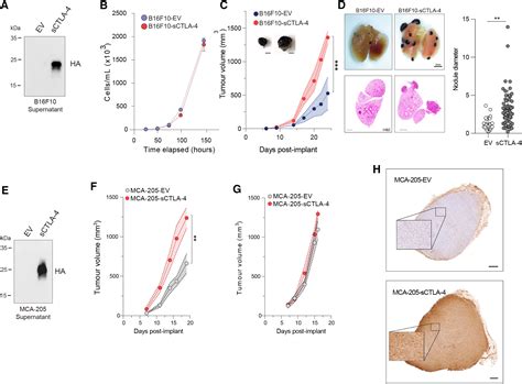 Soluble Ctla Attenuates T Cell Activation And Modulates Anti Tumor