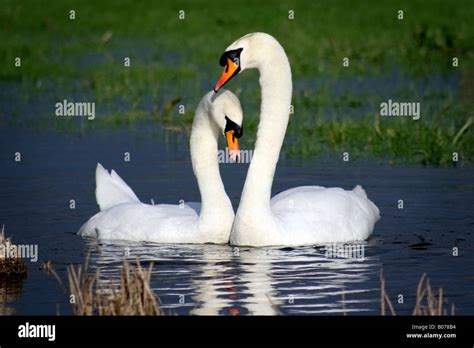 Male Female Swan Hi Res Stock Photography And Images Alamy