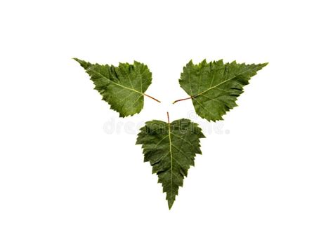 Three Green Leaves Arranged Stock Photo Image Of Forest Selection