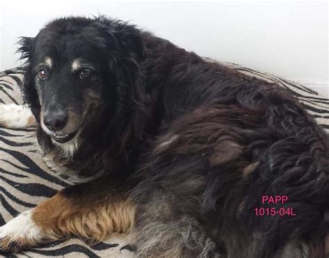 Port Angeles Pet Posse
