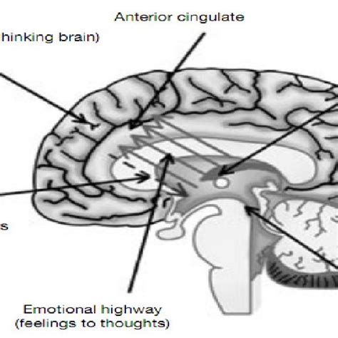 Paul Macleans Triune Brain Model 1973 Adapted From Neale Arnell And Download Scientific