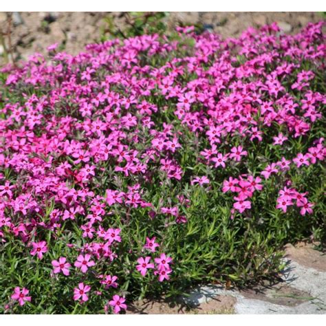 Phlox subulata Atropurpurea Floks szydlasty Rośliny od Ogrodnika