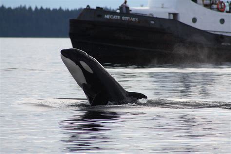 Undersea glider patrolling B.C. coast to prevent whale/ship collisions ...