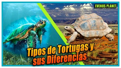 Tipos de Tortugas y sus Características Tortuga de Tierra Tortuga de