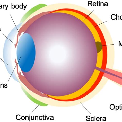 The Structure Of The Ocular Tissues Color Figure Can Be Accessed In