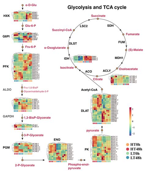 Integrated Transcriptomic And Metabolomic Analyses Identify Critical